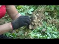 Harvesting Peanuts Goes To Market Sell, My Country Market || Phương - Free Bushcraft