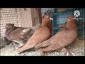 english fintel , lauri siraji,etc fancy pigeon available contact us