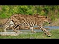 RajaJi National Park  Episode-1 | Anshuman Verma Photography | Leopard | Wildlife Photography