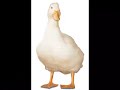 The Ting Goes Quack