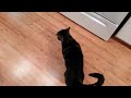 My cat does tricks! ... sort of