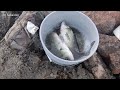 Spillway Fishing for Wipers and White Bass. EP 237