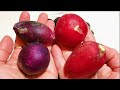 JAPANESE RED RADISH || GREEN RADISH || 赤大根 || লাল মূলা ||