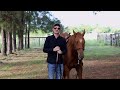 How To Get A Horse To RESPECT You! (3 Exercises)
