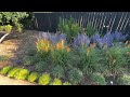 July Front Garden Tour! Amended Soil, Saturated Colors & RODENT Control!
