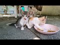 4 cute kittens，Little Kittens who are curious about everything,