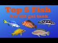 TOP 5 fish series -125 gallon edition 🙂👍🏻