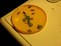 Winter 2021 Grow Journal 02 : Pet Sunflower - Episode 00 : Cracked and Ready