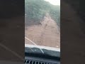 vídeo de raposa doida na estrada