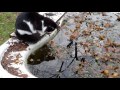 Sylvester and fish pond