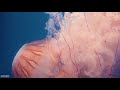 The Ocean 4K - Captivating Moments with Jellyfish and Fish in the Ocean - Relaxation Video #2