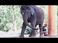 വളർന്ന് വരുന്ന ആനക്കുട്ടികൾ 😍 കോട്ടൂർ പൂർണ്ണ | Baby Elephant Video | Kotoor elephants #elephants