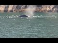 Humpback Whales Bubblenet Feeding in Alaska