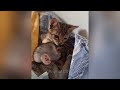 Super FUNNY CAT VIDEOS! 😹 Funny ANIMALS video 2024