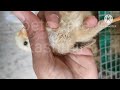 Hatching chicks. चूज़े की देखबाल.چوزوں کی  دیکھ بال مرغا #Murga #kabutar #kashmir #Bandipora