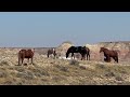 Wild Horses of Whistle Creek Stallions Mares and Foals in Wyoming by Karen King