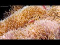 The Colors Of the Ocean 4K (ULTRA HD) - Immerse Yourself In The Mesmerizing Underwater Realm