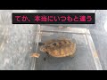 ひょんなことで亀の本音がわかる#ニホンイシガメ #亀飼育 #エサ