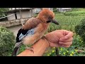 Man saves smart bird understanding human speech [Masked Bird Bro]