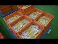 The process of mass-producing royal jelly. The number one apiary in Japan.