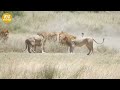 The Nomadic Male Lion Strays Into The Hyena Clan's Territory And What Happens Next? | Animal Fight