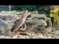 Top freshwater eels