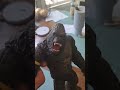 Kong makes a meal (video idea by @FinalZilla1 )