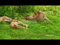 Exploring the Unique Traits: Leopard vs. Cheetah vs. Jaguar