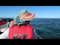 Gray whales of Magdalena Bay, Baja Mexico