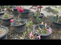 How to Overcome Fungal and Disease Attacks on Adenium Plants