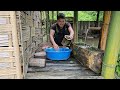 Harvesting Pumpkins And Vegetables In The Cornfield Go To Market, Good Cook- Lý Thị Nhâm