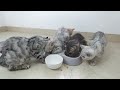 A group of stray cats are eating. Why did a cat suddenly growl behind them?#cat #catshorts #catvideo