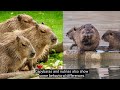 Capybaras vs. Nutrias: How to Distinguish Them???
