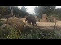 Elephants at Prague Zoo