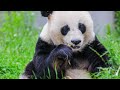 Animal World 4K - Scenic Wildlife Film With Calming Music