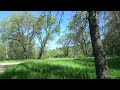 Tranquil Wooded field With Low Audio