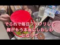【梅シロップ2024】梅シロップの作り方