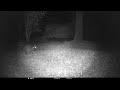 Fox Raccoon Tag