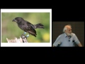 The Evolution of Darwin’s Finches on the Galápagos Islands