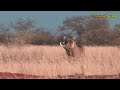 The challenges of hunting the largest and strongest predators  The hunter VS the impossible