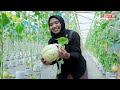 Menghitung Kebutuhan Modal dan Keuntungan Budidaya Melon dalam Green House