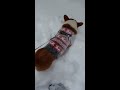 Kenji's playtime in the snow 2