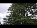 Conifer and windstorm (FullHD, 50fps) 🌲🍃🌀