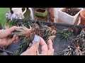 Dealing with overgrown Haworthia | Planting #Haworthia