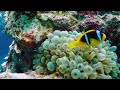 VIDEO Ocean World 4K ULTRA HD 🌊 Peaceful and soothing beach atmosphere - Ocean sounds