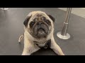 Pug goes to work in a London office!