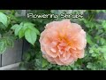 20 Most Beautiful Long Blooming Perennial Flowers for Your Garden +2 Bonus Plants! [4K]