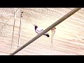 Pigeon in the Rafters! @HEB Scavenges for Food & Flies up! #bird #animal #viral #viralvideo