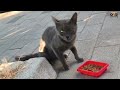 A very hungry cute stray cat was very happy after eating food .   #catmeow , #catfood ,  #cat, #cat
