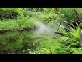 Captivating Morning Light & Rain Showers by a Forest Stream - with Birds Singing!